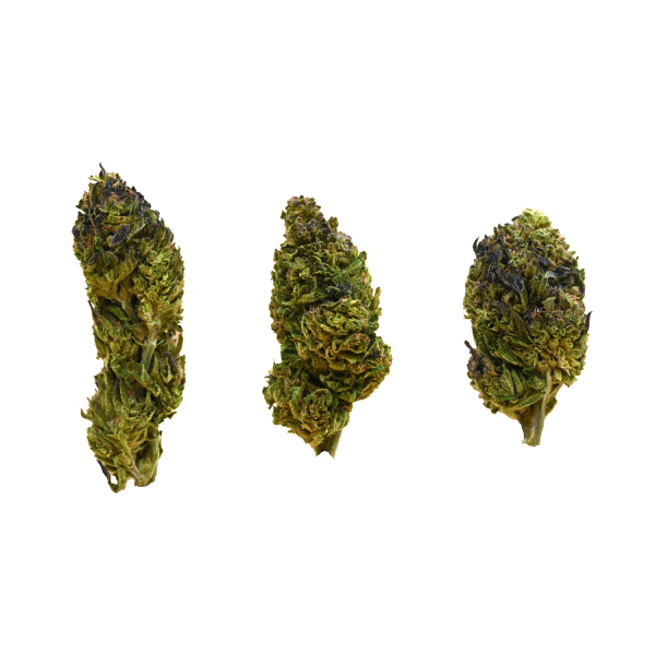 ICE-CREAM-BUD-GROUP-SHOT