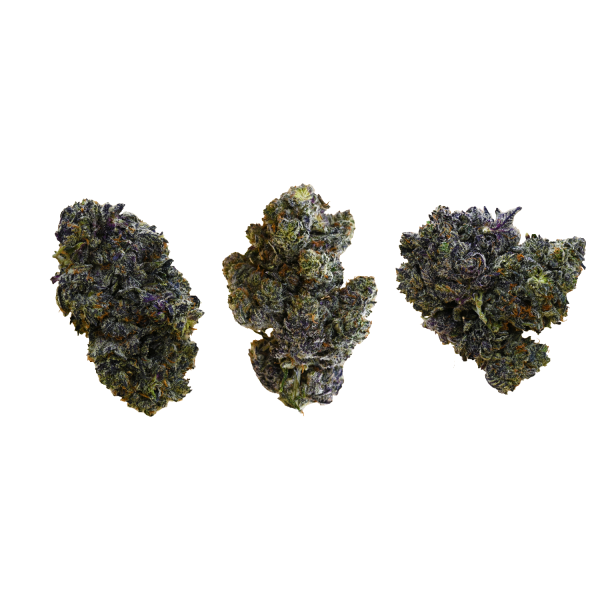 WHITE-TRUFFLE-BUD-GROUP-SHOT